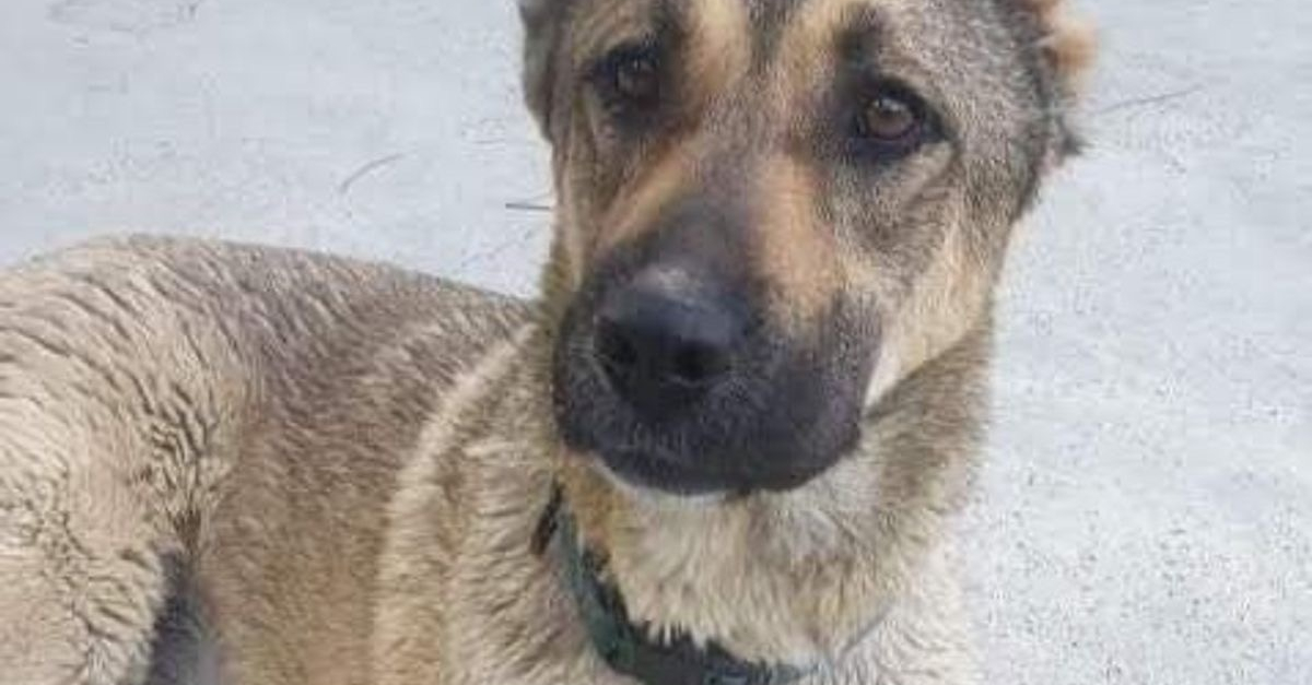 Un vétéran décide d'adopter un chien sans oreilles vivant