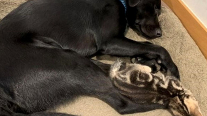 Illustration : L'adorable soutien d'un jeune chien envers 7 chatons orphelins