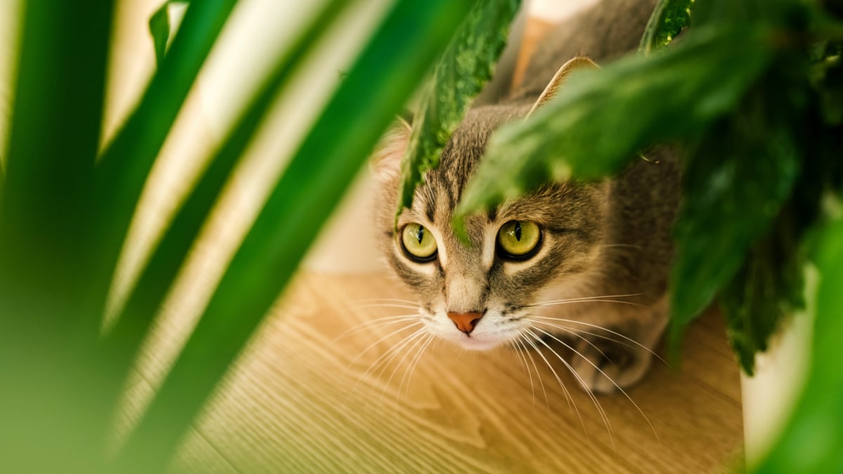 Illustration : "La phytothérapie pour traiter les problèmes digestifs du chat"