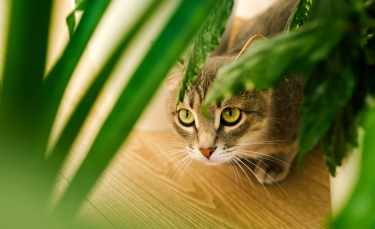 Illustration : "La phytothérapie pour traiter les problèmes digestifs du chat"