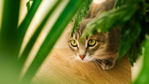 Illustration : La phytothérapie pour traiter les problèmes digestifs du chat