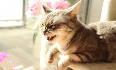 Illustration : "La phytothérapie pour traiter les problèmes respiratoires du chat"
