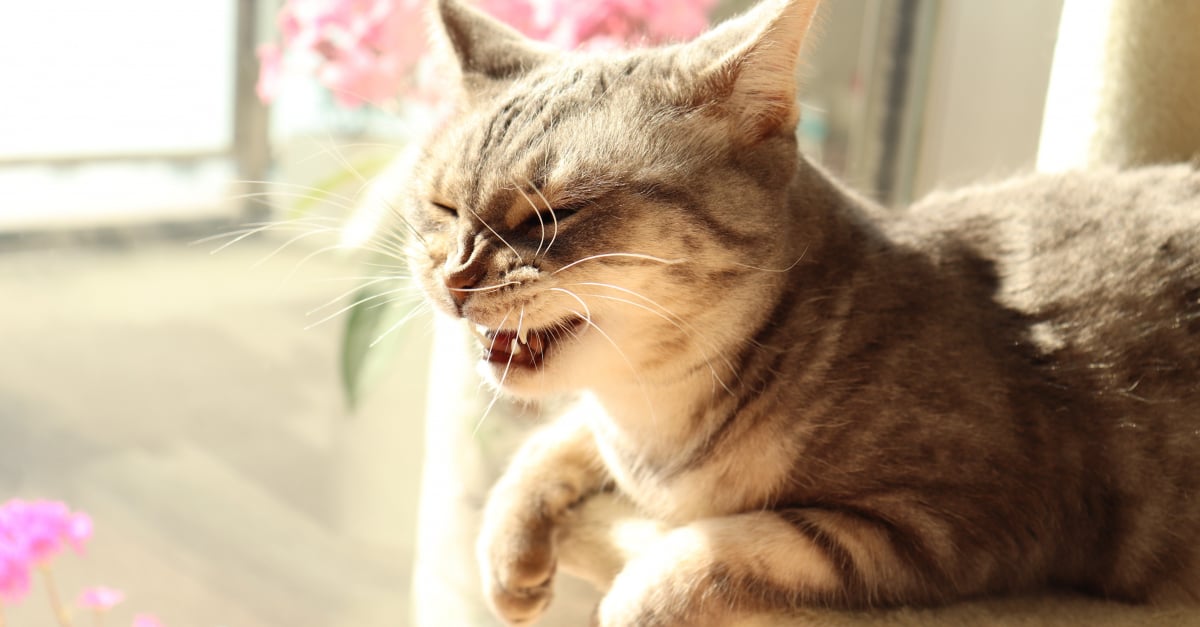 Soulager Les Pathologies Respiratoires Du Chat Par La Phytotherapie