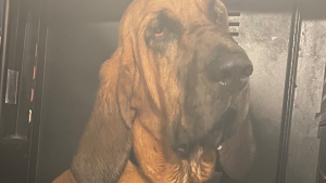 Illustration : Un chien courageux aide les autorités à localiser une jeune fille disparue pendant une tempête tropicale