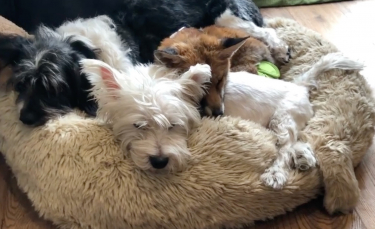 Illustration : "Une vétérinaire recueille une renarde aveugle et blessée, qui lie une amitié touchante avec son chien handicapé (vidéo)"