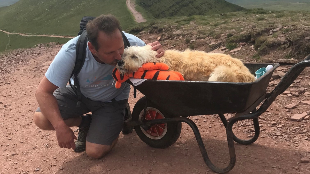 Illustration : "La dernière aventure émouvante d'un homme et de son Labradoodle condamné par une maladie incurable"