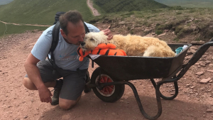 Illustration : "La dernière aventure émouvante d'un homme et de son Labradoodle condamné par une maladie incurable"