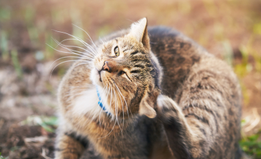 Illustration : "La phytothérapie pour combattre les parasites chez le chat"