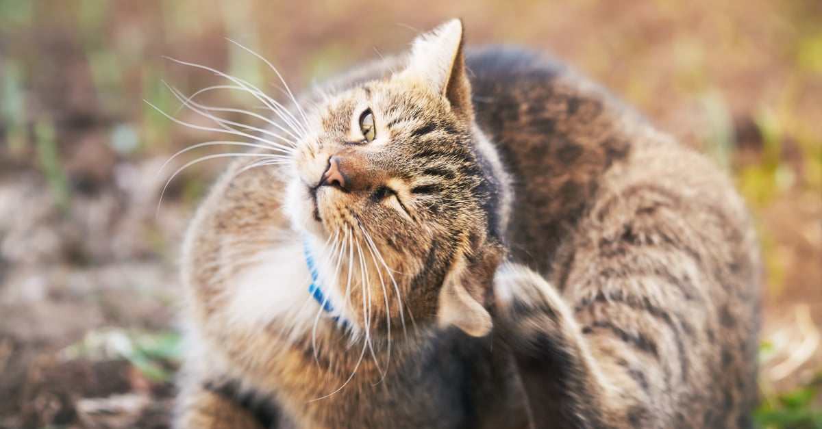 Proteger Son Chat Des Parasites Par La Phytotherapie