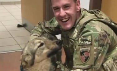Illustration : "Ce soldat pensait ne plus revoir son chien adopté en Afghanistan. Sa famille lui réserve une émouvante surprise à son retour aux USA"