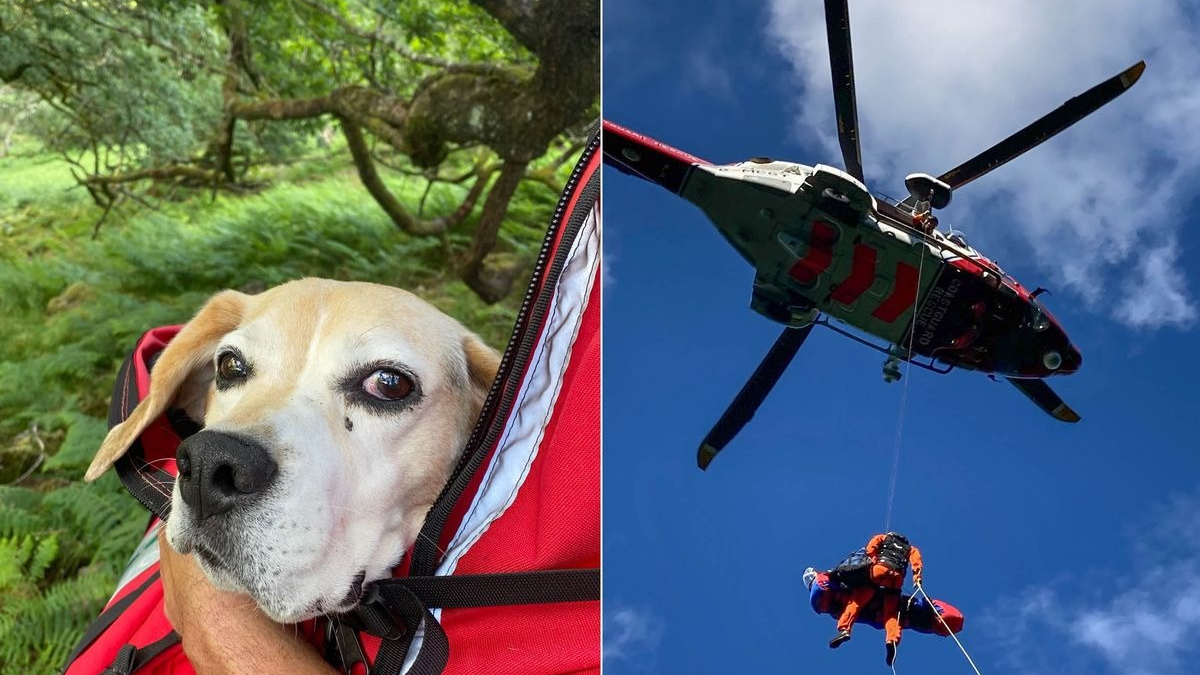 Illustration : "Le sauvetage d’un chien et de son maître qui s’est blessé en tentant de le secourir après une chute en montagne"
