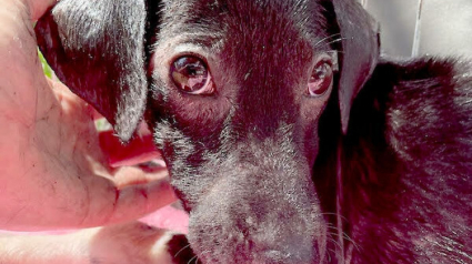 Illustration : Un chiot retrouvé terrifié, gravement malade et blessé, réapprend  à faire confiance aux humains