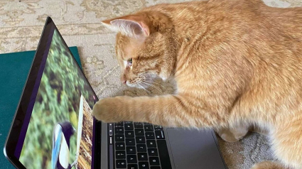 Illustration : La visite insolite d'un chat chez une inconnue pour regarder des vidéos d'oiseaux