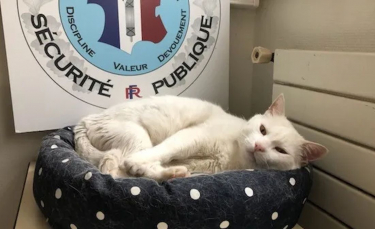 Illustration : "Un chat se rend au commissariat tous les jours. Un an plus tard, il devient la mascotte de la police locale"