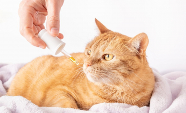 Illustration : "Qu'est-ce que l'homéopathie pour chat ?"