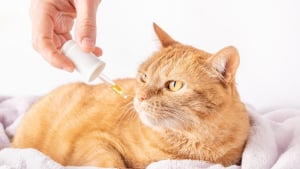 Illustration : Qu'est-ce que l'homéopathie pour chat ?