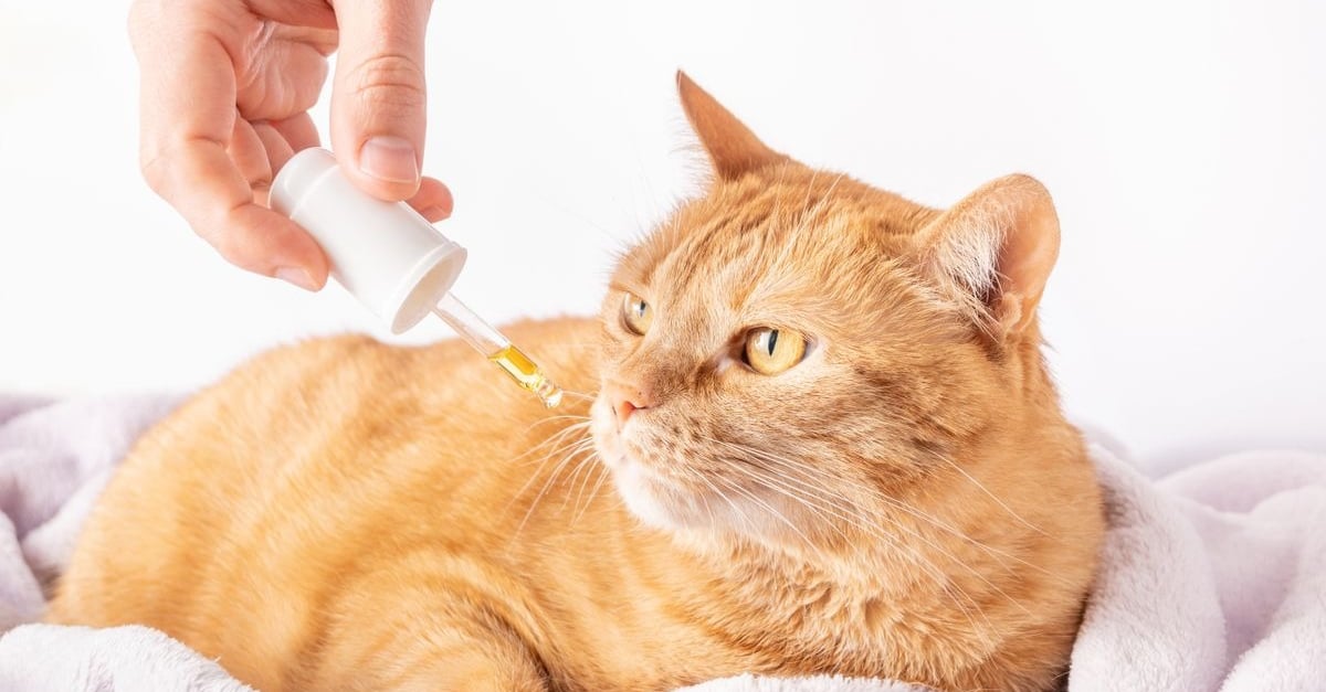 L Homeopathie Pour Chat En Quoi Consiste T Elle