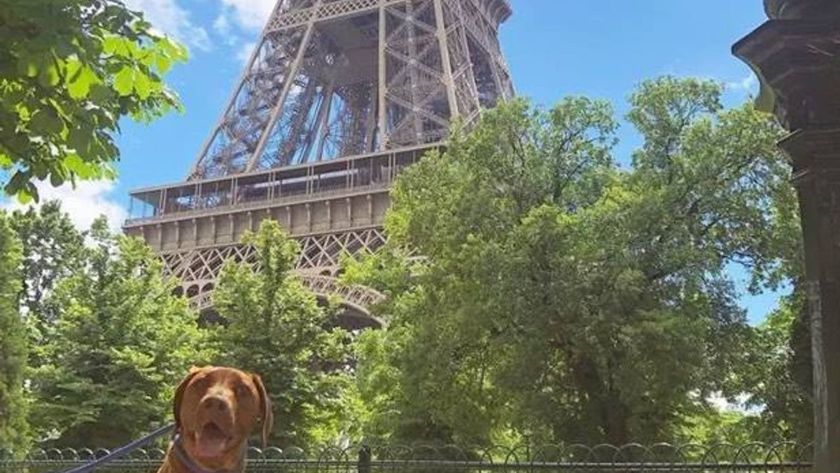 Illustration : "12 photos de chiens ravis de leur escapade parisienne"