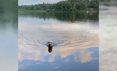 Illustration : "Ce chien traverse, chaque jour, ce lac à la nage pour une raison bien particulière !"