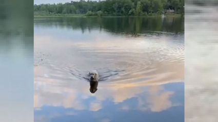 Illustration : Ce chien traverse, chaque jour, ce lac à la nage pour une raison bien particulière !