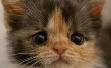 Illustration : "L'incroyable volonté de vivre d'un chaton mal en point surmontant de nombreux obstacles"