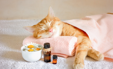 Illustration : "L'homéopathie pour soigner les maladies du chat"