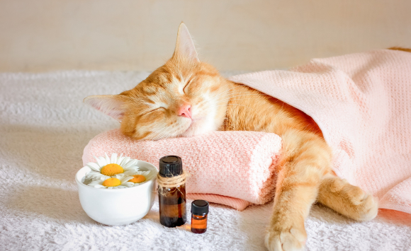 Les Maladies Du Chat Pouvant Etre Traitees Avec L Homeopathie