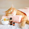 Illustration : L'hom&eacute;opathie pour soigner les maladies du chat