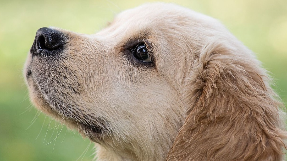 Illustration : "Une étude révèle que la domestication des chiens en a fait des êtres instinctivement attirés par l'humain"