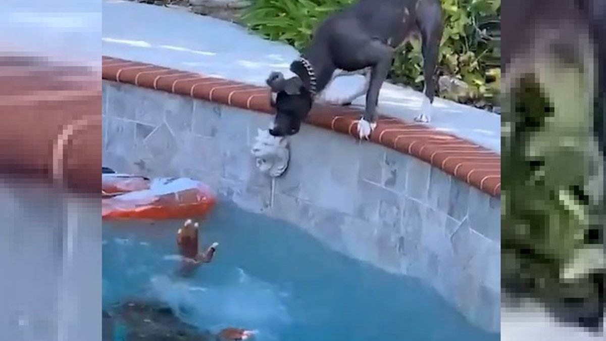 Illustration : "Un chien courageux oublie sa peur de l'eau lorsqu'il croit son propriétaire en danger dans la piscine (vidéo)"
