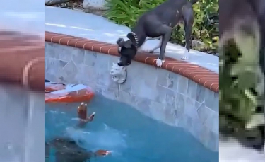 Illustration : "Un chien courageux oublie sa peur de l'eau lorsqu'il croit son propriétaire en danger dans la piscine (vidéo)"