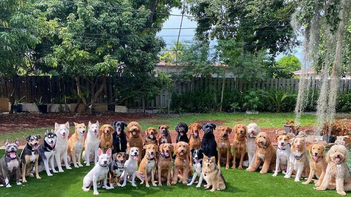 Illustration : "20 chiens souriants dont la pose évoque une belle photo de classe"