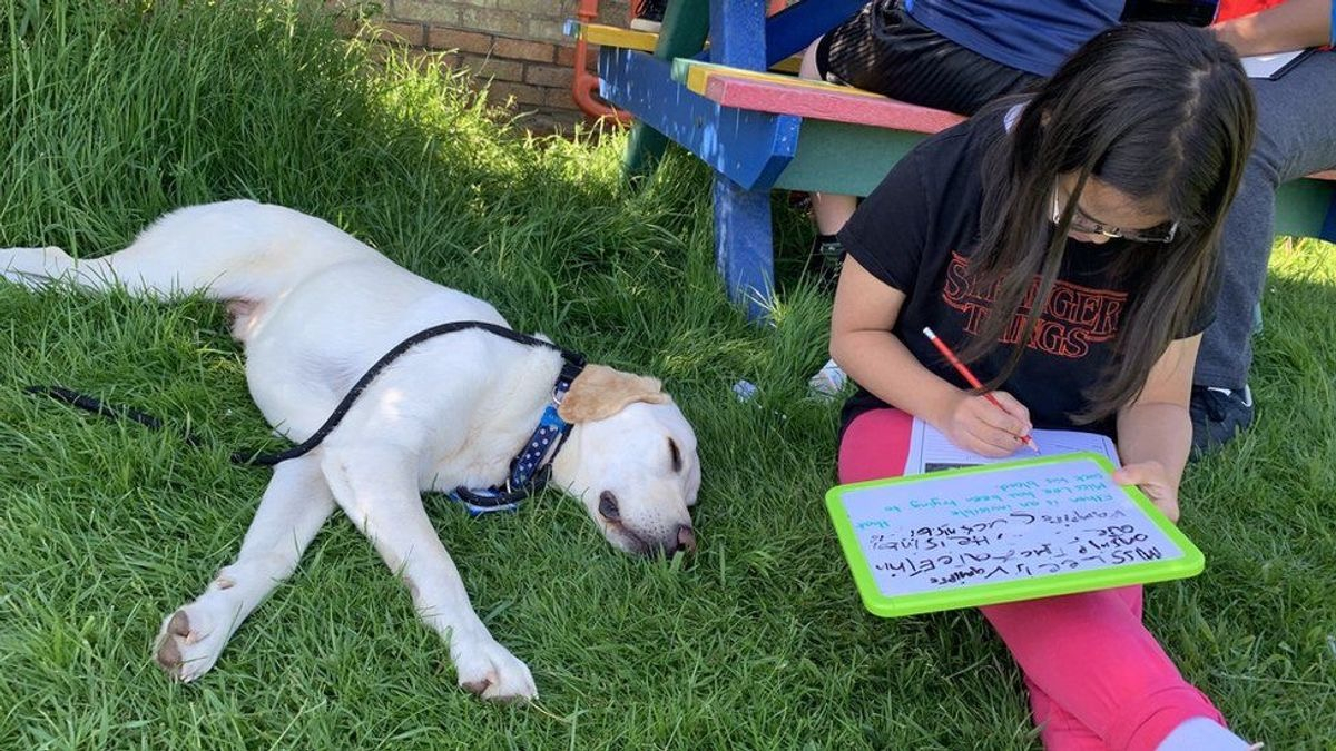 Illustration : "Un Labrador Retriever se rend à l'école pour aider les élèves à soulager leur anxiété provoquée par la Covid-19"