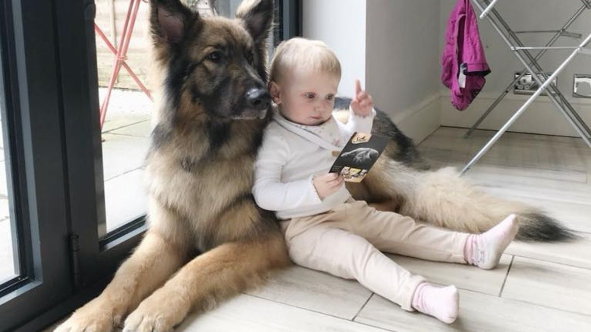 Illustration : "Un chien espiègle et désobéissant devient le grand frère le plus doux et le plus dévoué"