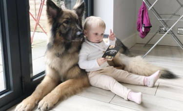 Illustration : "Un chien espiègle et désobéissant devient le grand frère le plus doux et le plus dévoué"