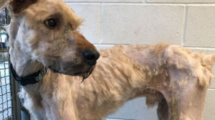 Illustration : L'histoire d'un chien squelettique abandonné dans un chenil au milieu de ses déjections