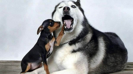 Illustration : 14 photos de Huskys adorant la compagnie d'autres animaux
