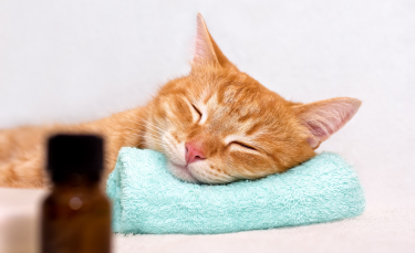 Illustration : "Qu'est-ce que l'aromathérapie pour chat ?"