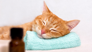 Illustration : Qu'est-ce que l'aromathérapie pour chat ?