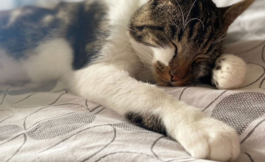 Illustration : "Ce chat, victime de 3 coups de feu en un an, est né sous une bonne étoile !"