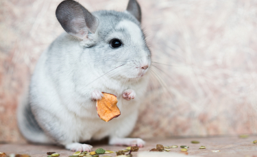 Illustration : "Les friandises pour chinchilla"