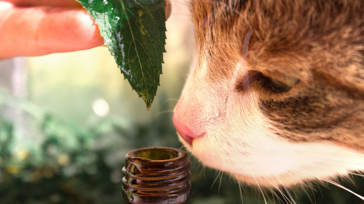 Illustration : "Dans quels cas utiliser les huiles essentielles pour soigner son chat ?"