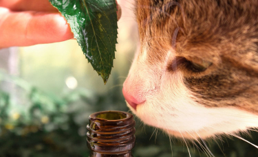 Illustration : "Dans quels cas utiliser les huiles essentielles pour soigner son chat ?"