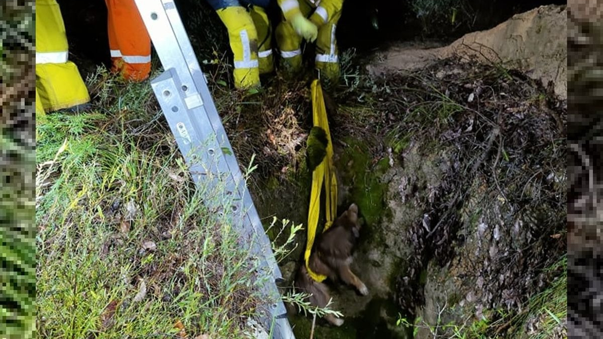 Illustration : "La chute d’un chien dans un puits de mine nécessite l'intervention de plusieurs unités de pompiers"