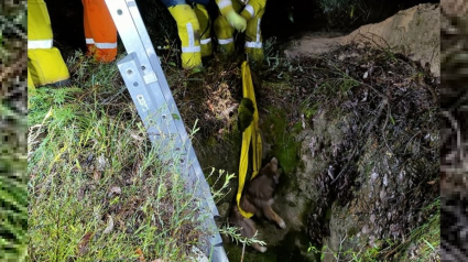 Illustration : La chute d’un chien dans un puits de mine nécessite l'intervention de plusieurs unités de pompiers