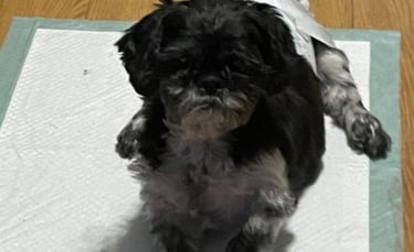 Illustration : "Pour éviter l'euthanasie à son Shih Tzu gravement paralysé, une femme tente un traitement non conventionnel"