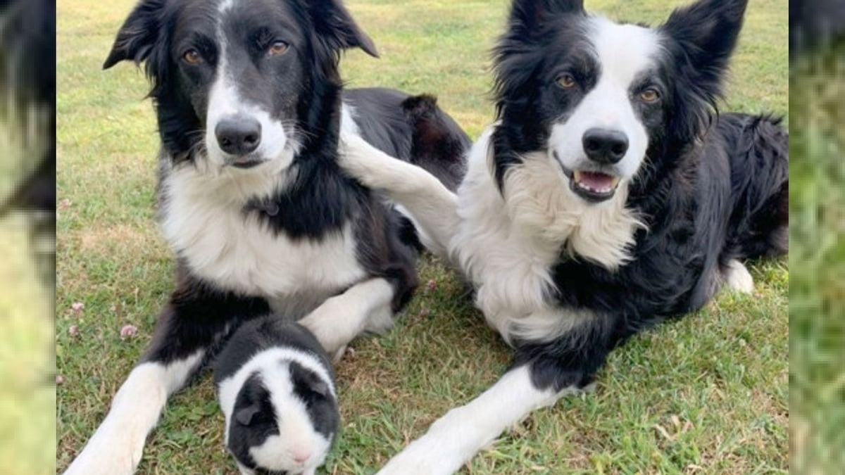 Illustration : "2 Borders Collies et un cochon d'Inde identiques nouent une merveilleuse amitié"