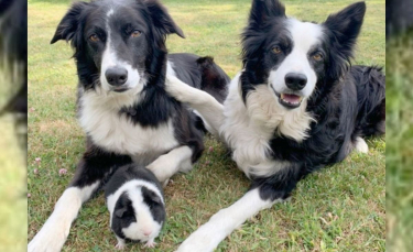 Illustration : "2 Borders Collies et un cochon d'Inde identiques nouent une merveilleuse amitié"