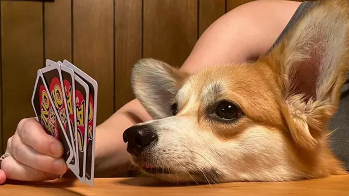 Illustration : "Ces 15 chiens sont de véritables pros aux jeux de cartes !"