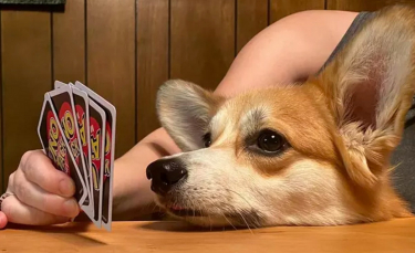 Illustration : "Ces 15 chiens sont de véritables pros aux jeux de cartes !"